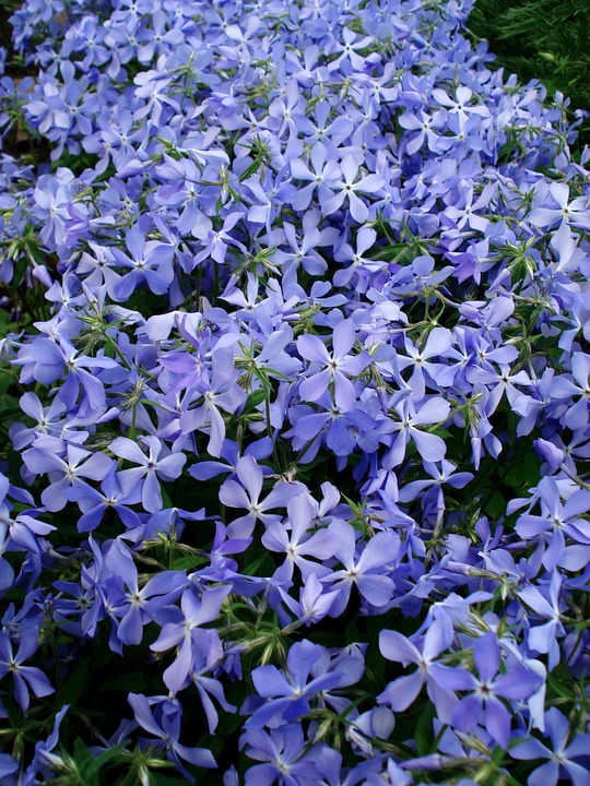 flowers, spring flowers, blue flowers
