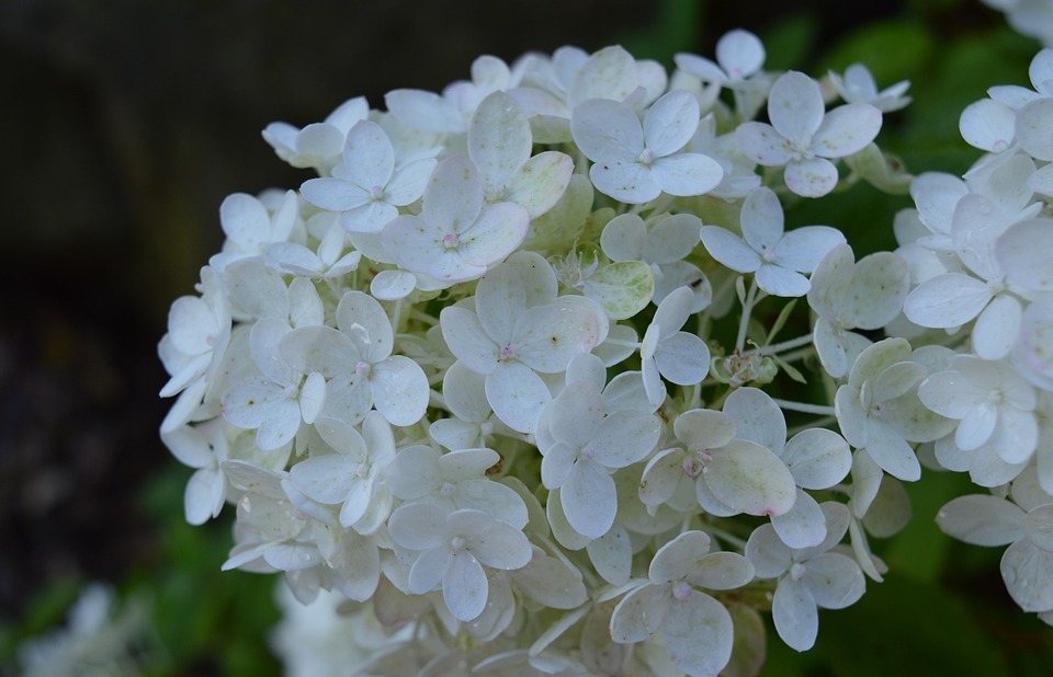 hydrangea, white hydrangea, flowers