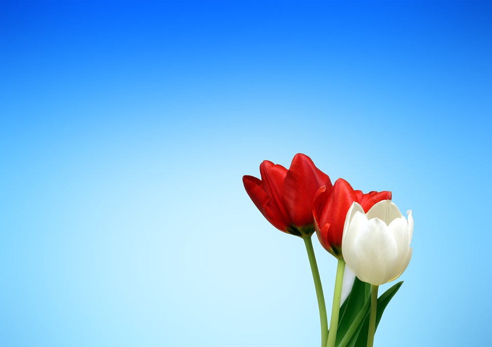 tulips, red, white