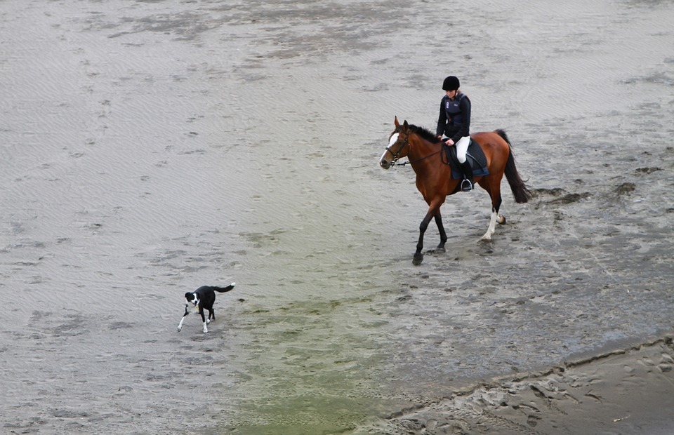 rider, beach, horse