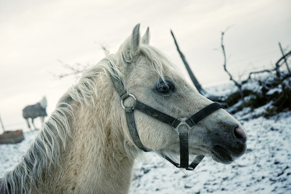 horse, winter, horse head