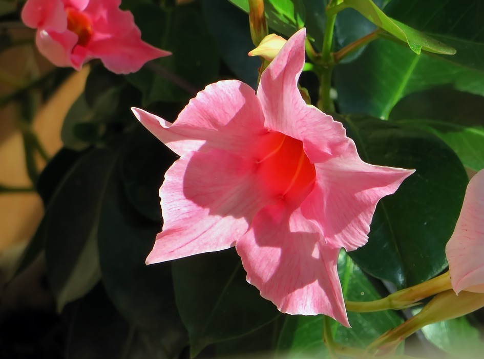 dipladenia, pink flower, exotic