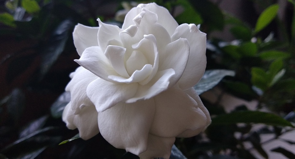 gardenia jasminoides, flower, cape jasmine