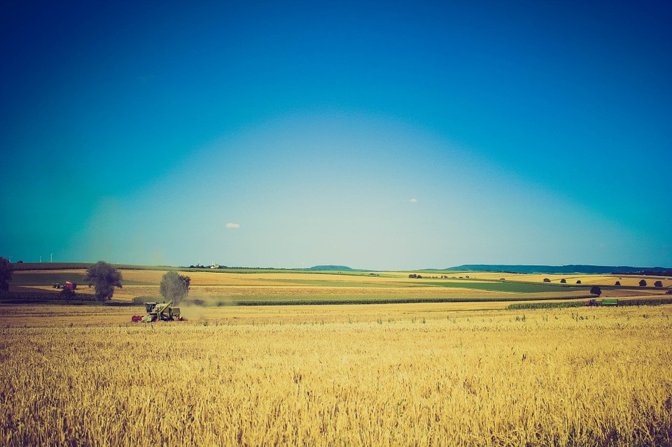 wheat, field, farm