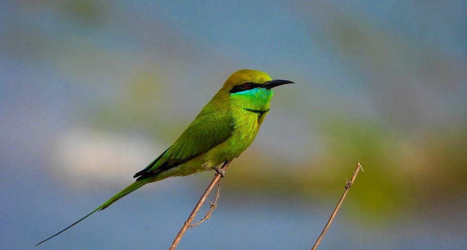 bee-eater, bird, small bird