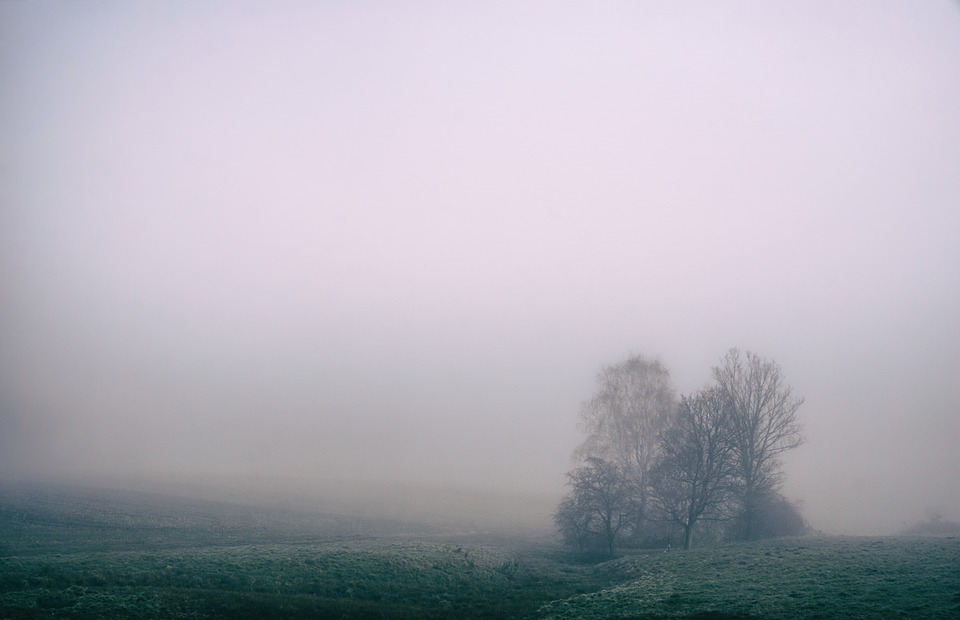 fog, field, countryside