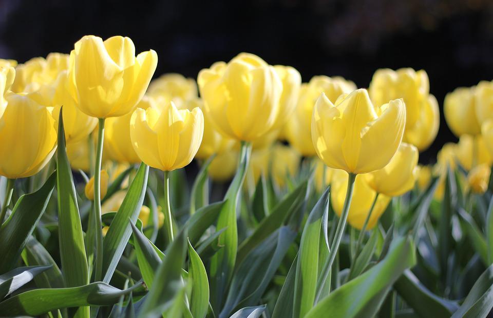 flowers, tulips, spring
