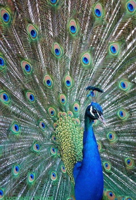 bird, peacock, colorful