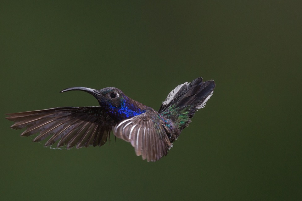 animal, bird, hummingbird