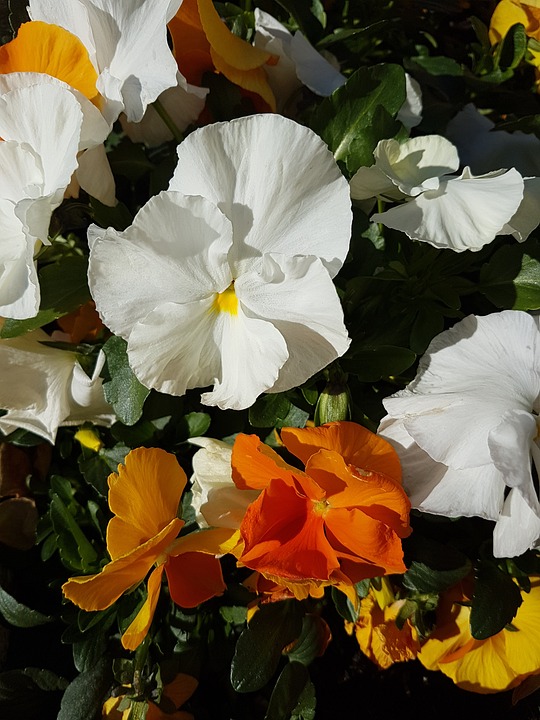 pansy, flowers, spring