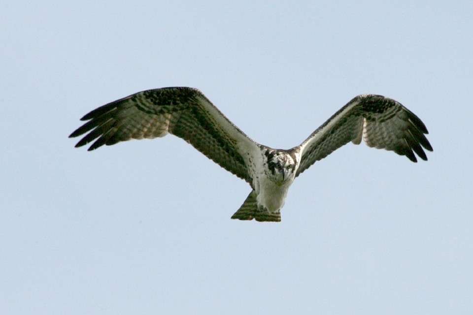 bird, osprey, flying