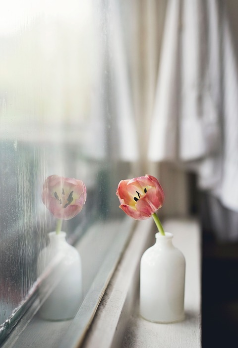 tulip, flower, flower vase