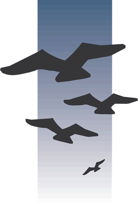 birds, flying, silhouettes