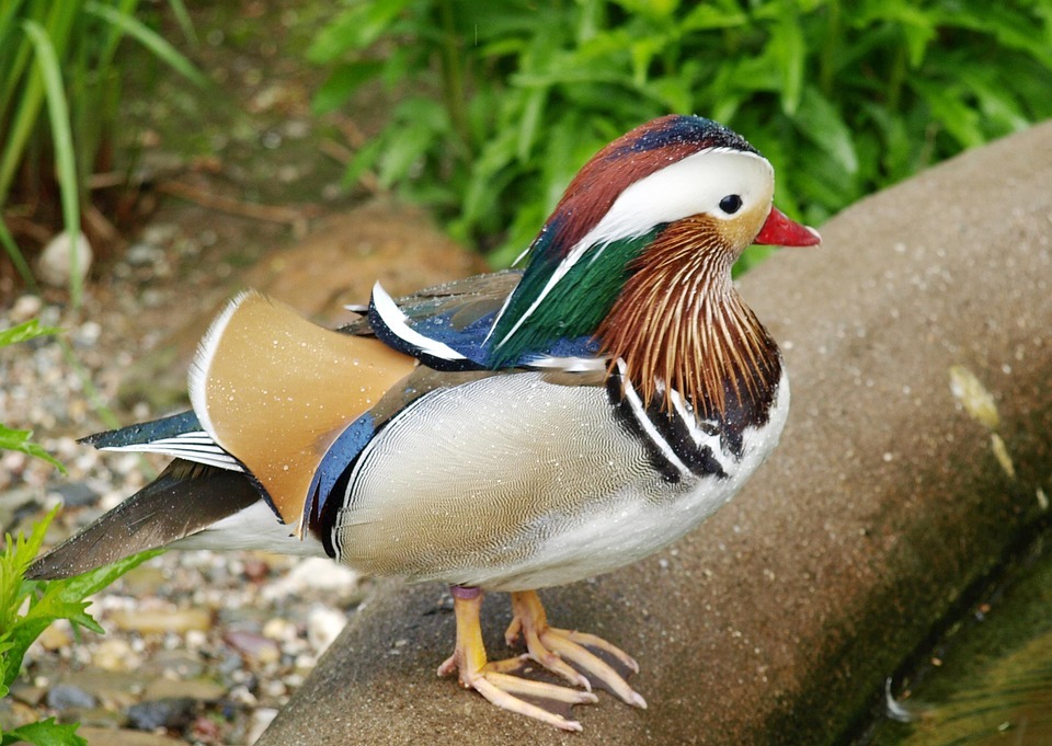 mandarin ducks, duck, ornamental duck