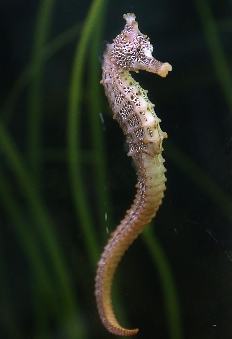 seahorse, aquarium, fish