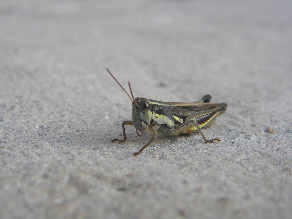 insect, cricket, antennas