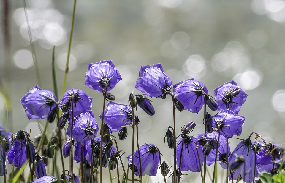 flowers, violet, small bellflower