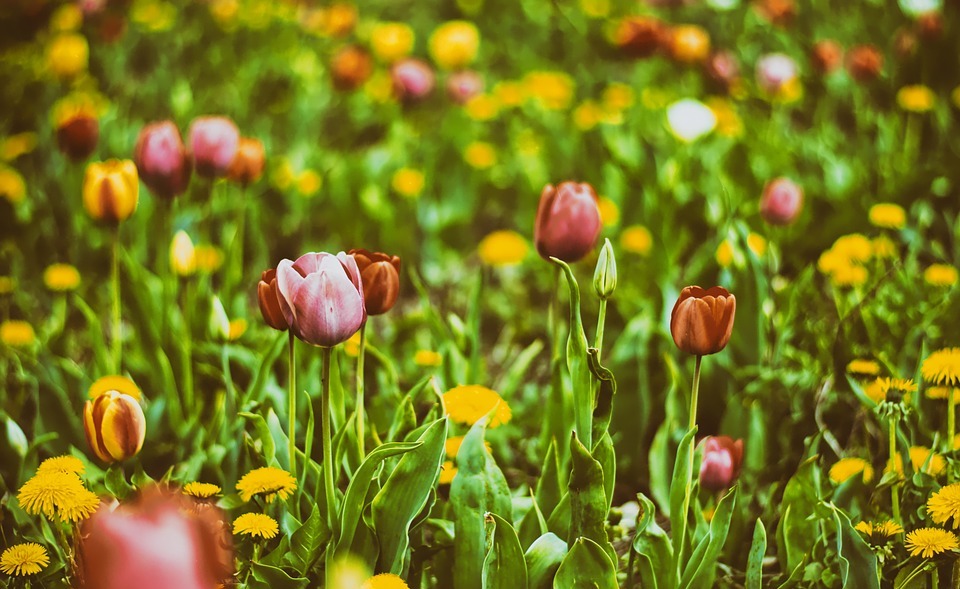 tulips, field, flowers