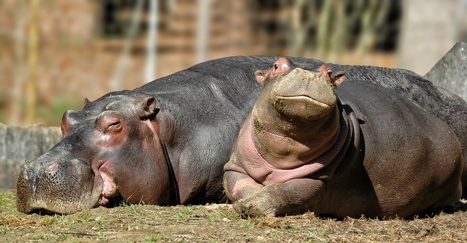 hippopotamus, baby, mother