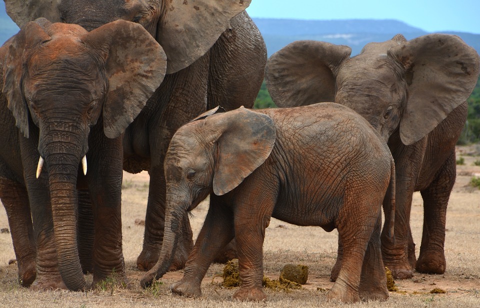 africa, baby elephant, african bush elephant