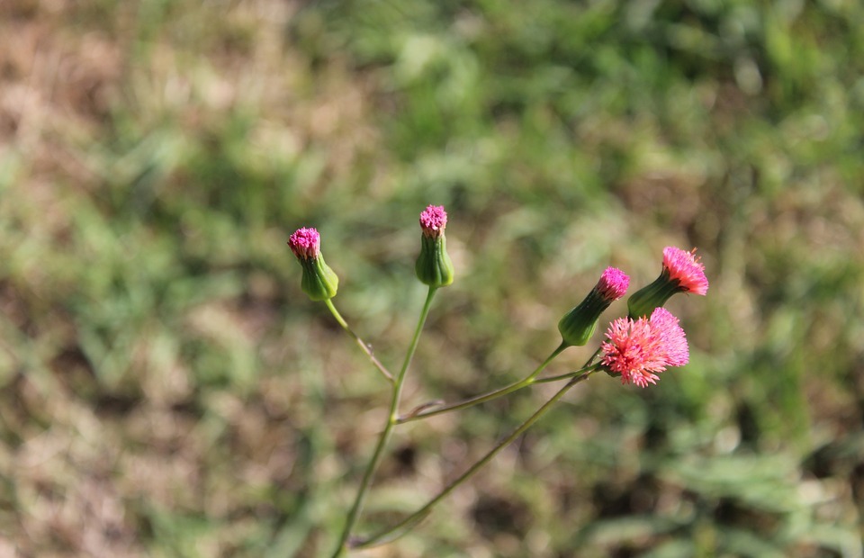 flower of the field, small flower, field