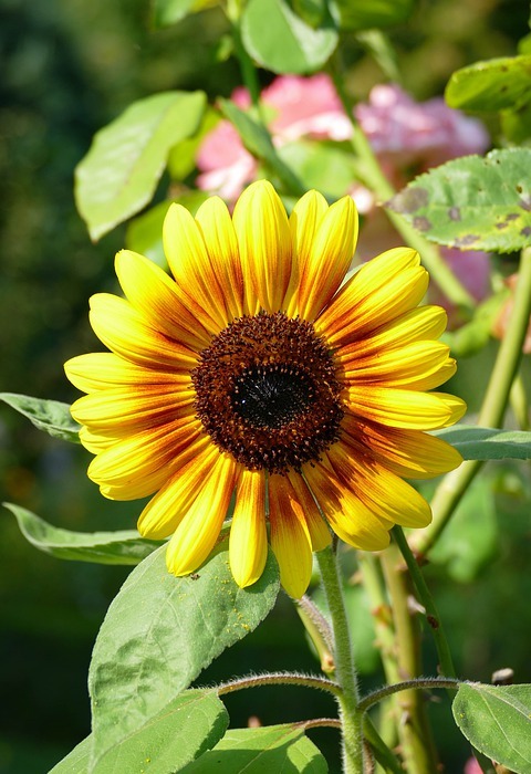 sunflower, flowers, summer
