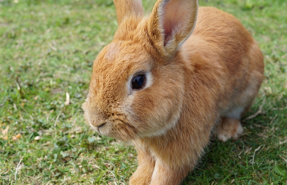hare, rabbit, bunny