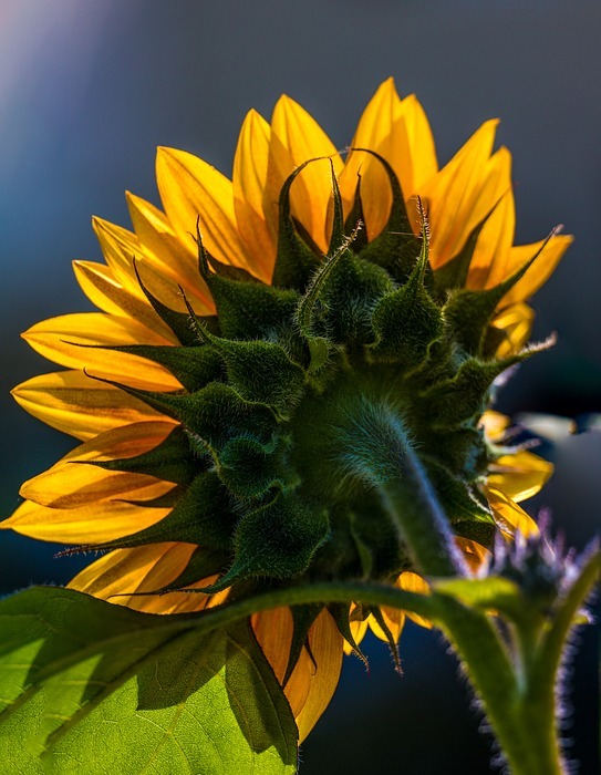 sunflower, floral, color