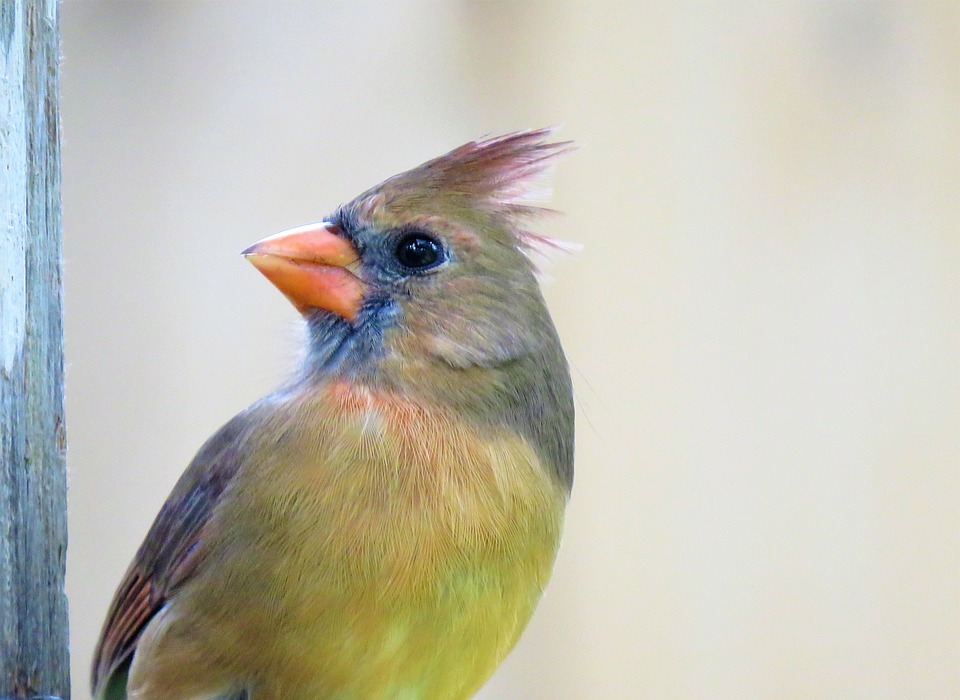 bird, colorful, close up