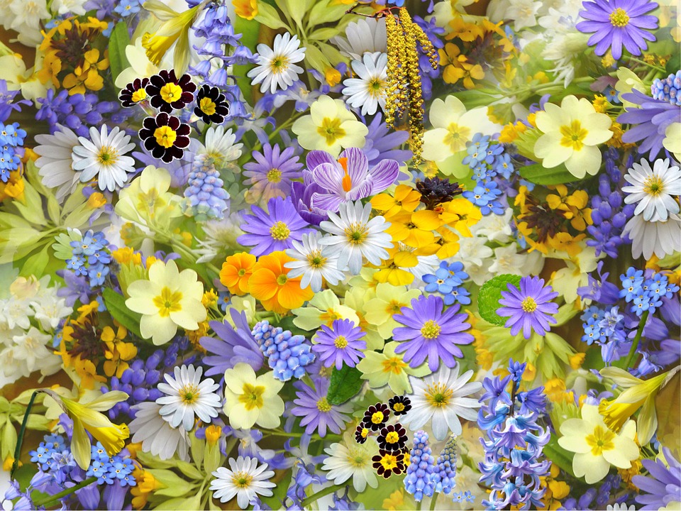 spring flowers, flowers, collage
