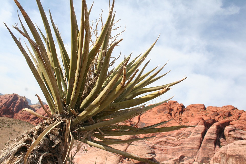 desert, red rock canyon, plant