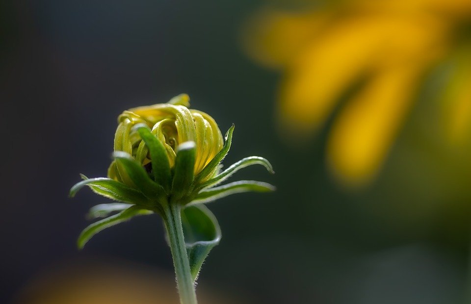 sunflower, bud, flower
