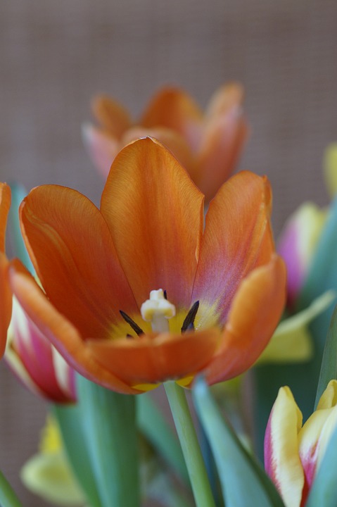 tulip, spring, spring bouquet