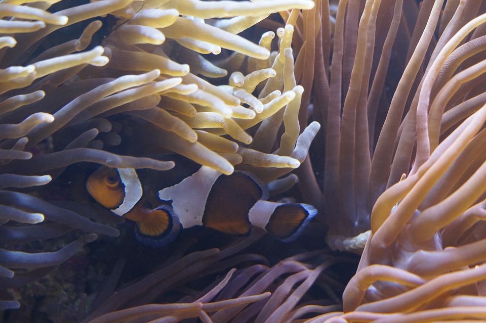 anemones, sea anemones, underwater world