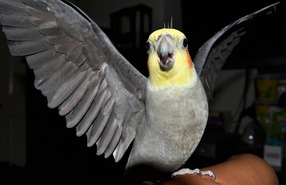 cockatiel, angry bird, birds