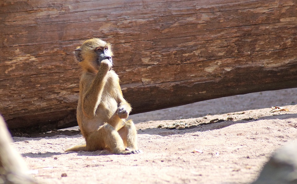 baboon, monkey baby, monkey
