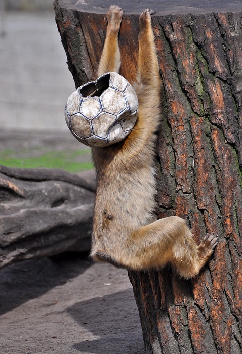 ape, soccer, ball