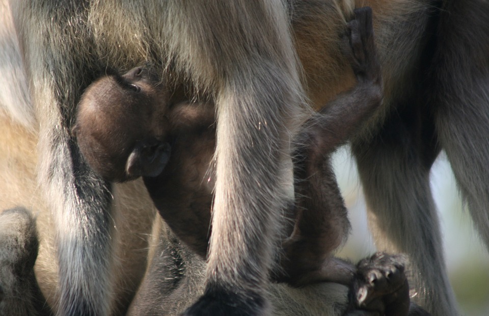 baby, monkey, primate