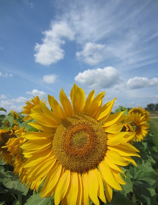 sunflower, close up, sky