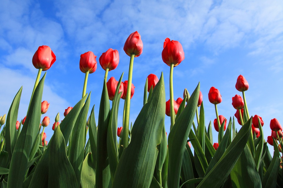 tulips, tulip, field