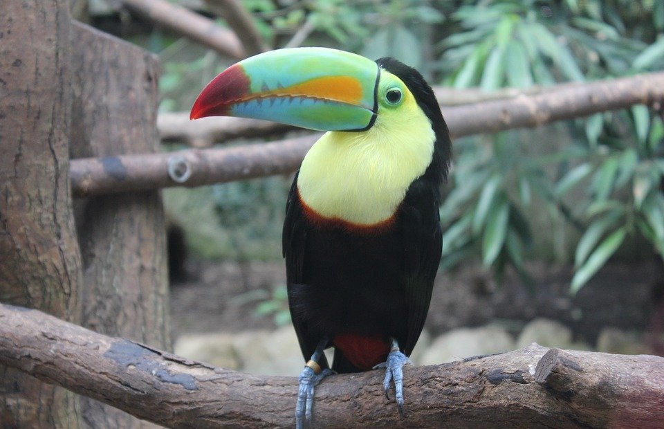 toucan, bird, tropical bird
