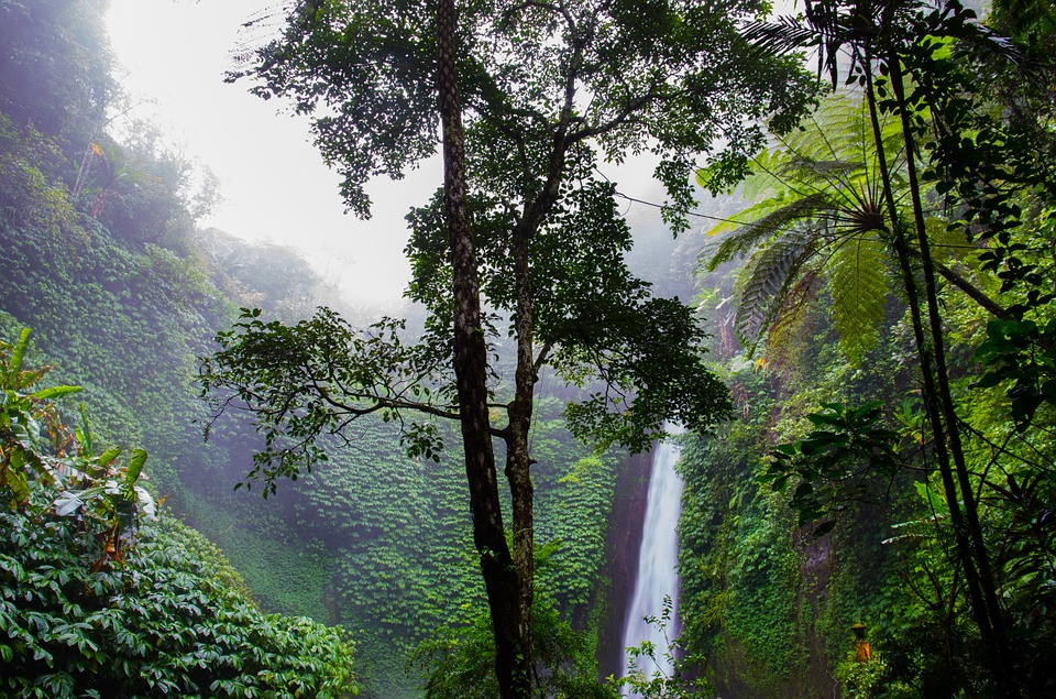waterfall, rainforest, forest