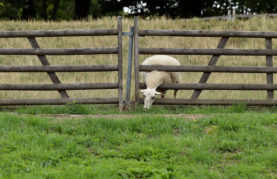 sheep, graze, gate
