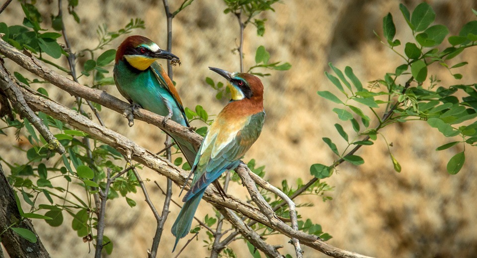 european bee-eater, bird, birds