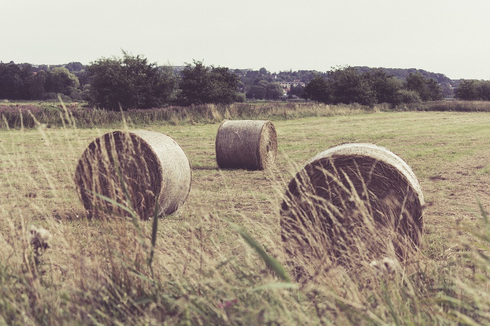 hay, bale, haystack