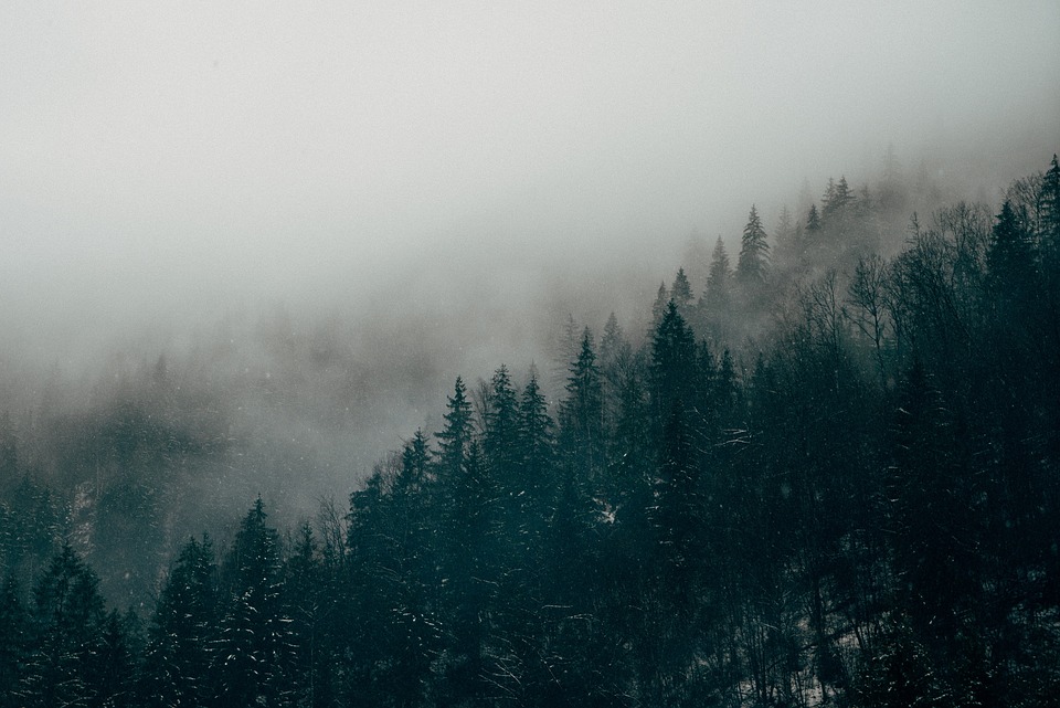 forest, fog, mist