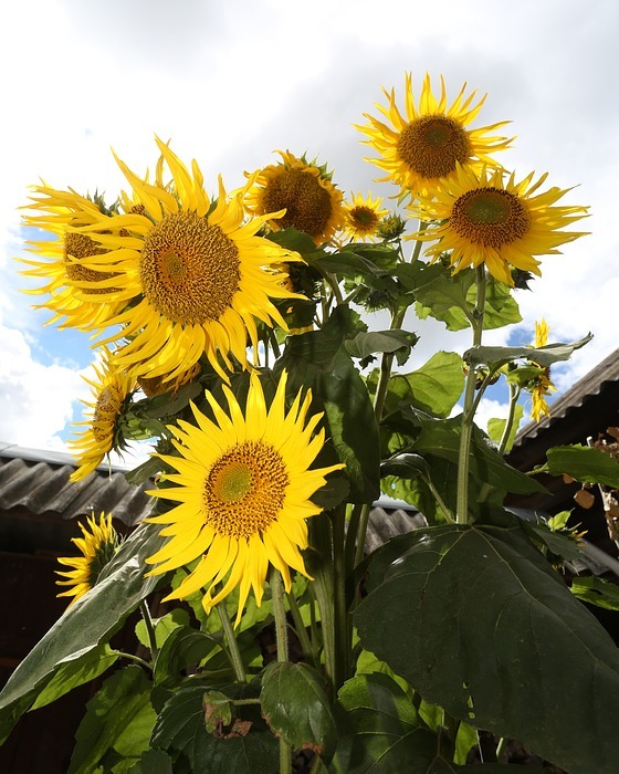 sunflower, plant, nature