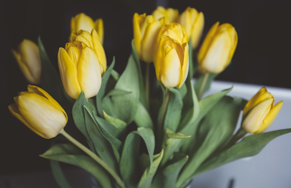 tulips, yellow flowers, flowers