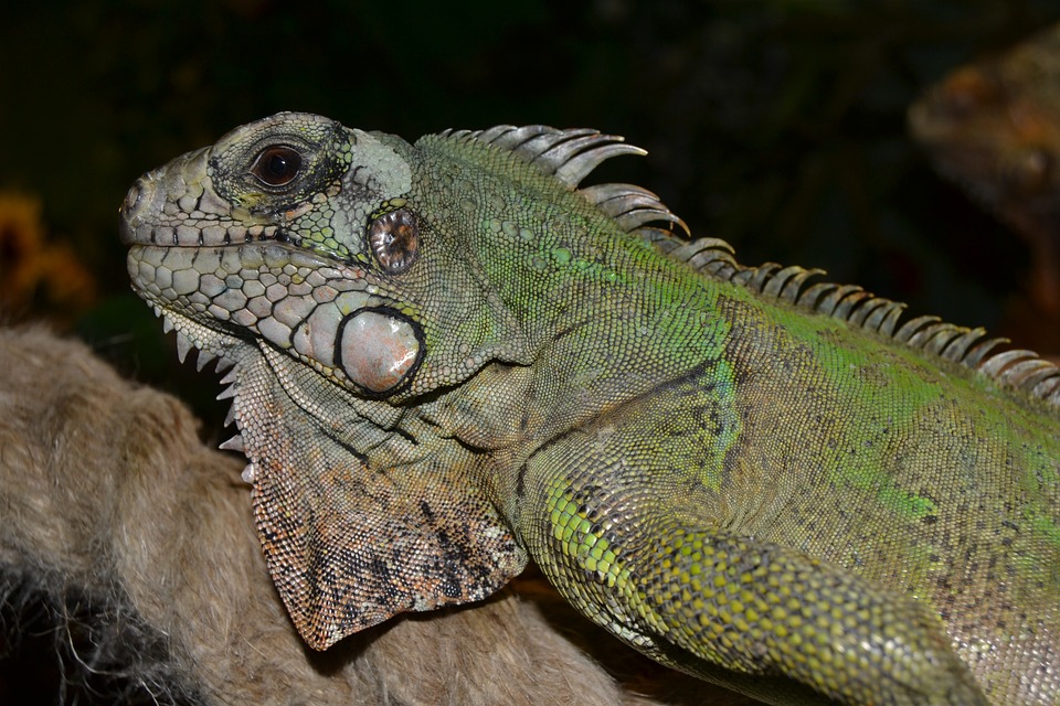 reptile, terrarium, creature