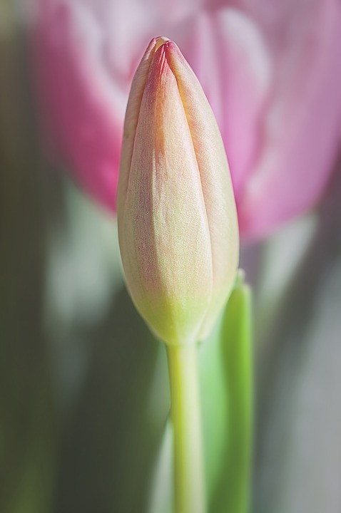 tulip, closed, closed flower